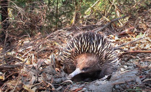 一个成年短喙鼹 Tachyglossus aculeatus 隐藏在一个沙洞作为防御战略在维多利亚, 澳大利亚