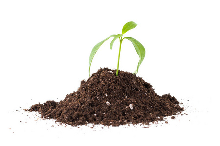 白色的土壤中的幼植物照片