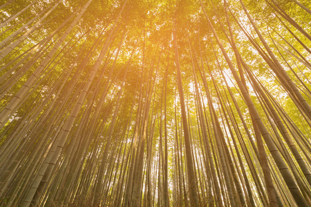 底部景观竹林在京都热带丛林自然景观背景