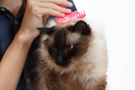 照顾猫毛。梳绒猫手梳理。以巴厘照顾家养宠物