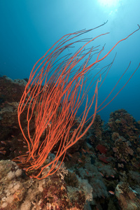 红色群集鞭子和红海的热带珊瑚礁