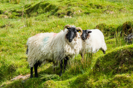 爱尔兰的 Landascapes。绵羊放牧, 康尼马拉在戈尔韦计数