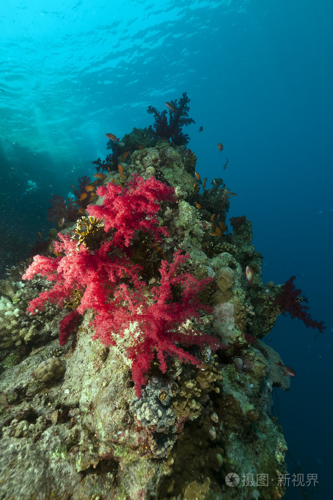 在红海边的热带珊瑚礁