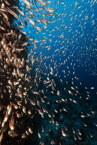 金色清扫 parapriacanthus ransonneti 在红海