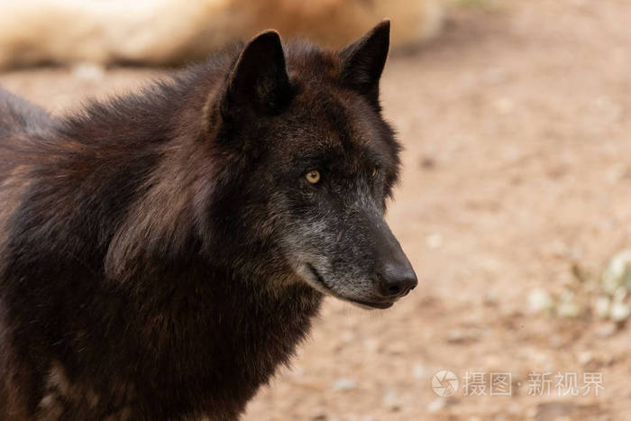 黑色毛皮灰狼肖像