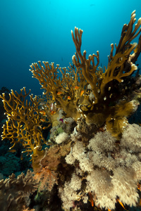 在红海边的热带珊瑚礁