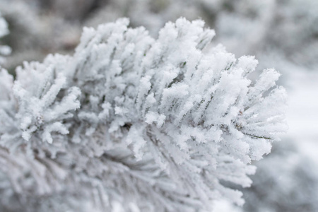 杉木树针上的积雪关闭了