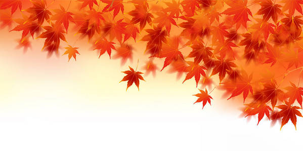 秋天的树叶秋天背景