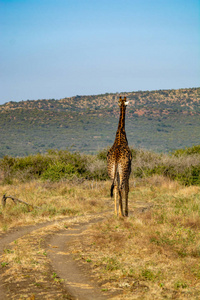 长颈鹿在国家公园, 南非