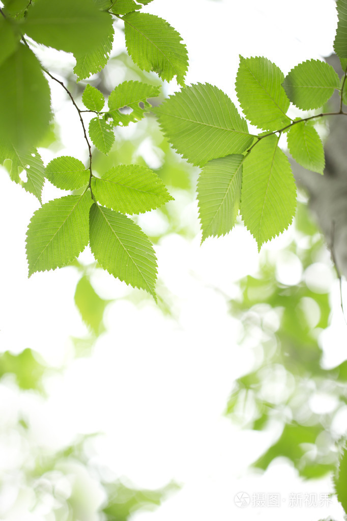 年轻的绿色叶子照片-正版商用图片04truh-摄图新视界