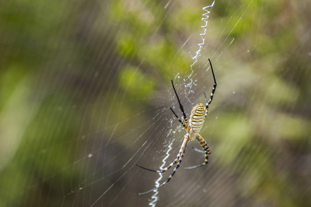 五颜六色的黄蜂蜘蛛在她的网与模糊的背景
