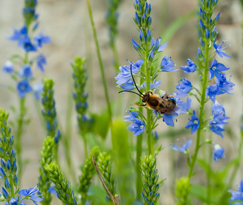 在蓝色的花，夏天的字段上的蜜蜂