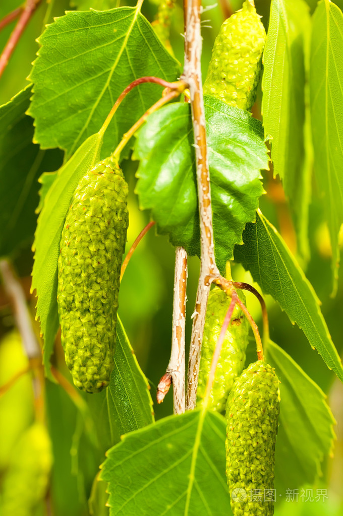 桦木是春天绿色的树叶与环