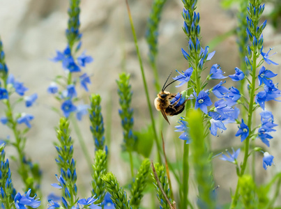 在蓝色的花，夏天的字段上的蜜蜂