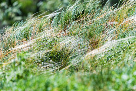 有风的杂草图片