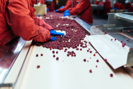 手套水果工厂为冷冻和包装水果.