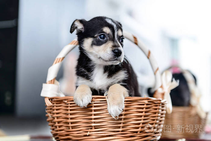 宠物明信片主题小小狗在篮子里