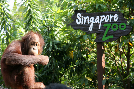 与新加坡动物园签署 orang utan