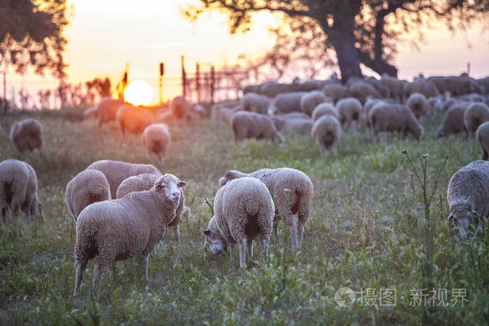 一群 merina 的绵羊在日落时放牧。Extremaduran dehesa, 西班牙