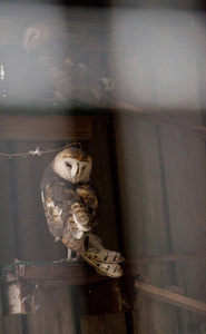 谷仓猫头鹰 Tyto 在谷仓的阴影在夏天