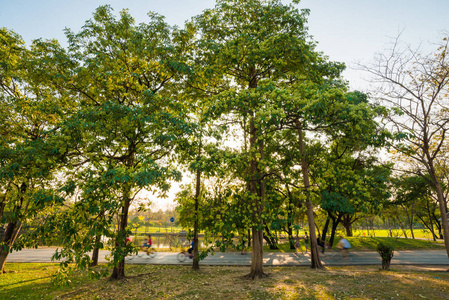 美丽的公园绿色风景与草甸草领域, 当日落时