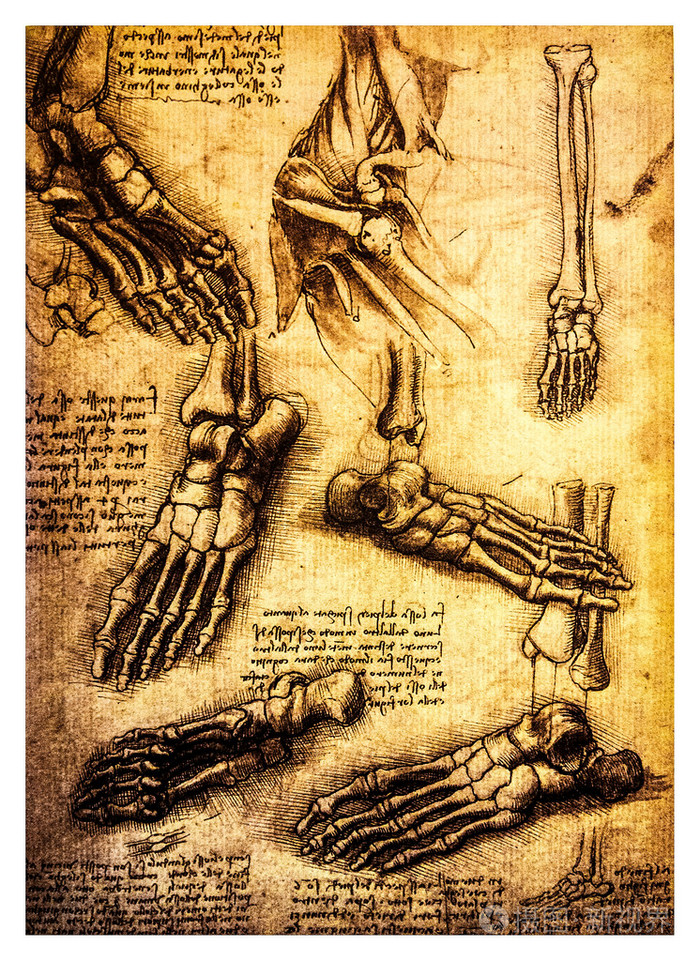 由莱昂纳多  达  芬奇的古代解剖图