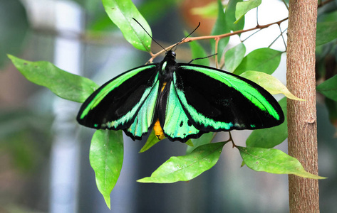 一个成年男性凯恩斯 birdwing 蝴蝶 Ornithoptera euphorion 在叶子上休息