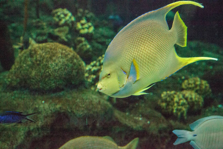 百慕大蓝神仙 Holacanthus bermudensis 游过珊瑚礁