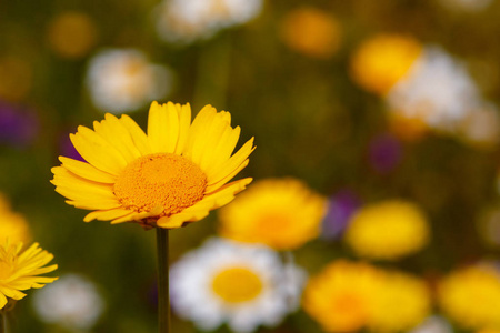 美丽的黄色花朵生长在草地上