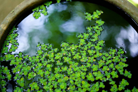 瓶装水草