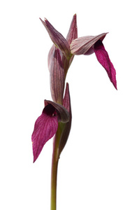 野生兰花的花序, 称为舌 Serapias, 或舌兰, Serapias 在白色背景下隔绝。两朵花。葡萄牙自然大 Arrab