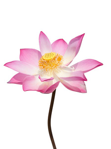 用修剪路径在白色背景上关闭粉红色莲花 lotus 莲