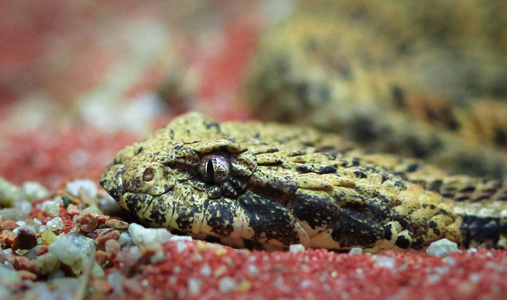 共同死亡加法器 Acanthophis antarcticus 头的特写在沙子里休息