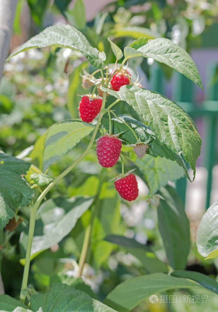 树枝上生长有机覆盆子的特写