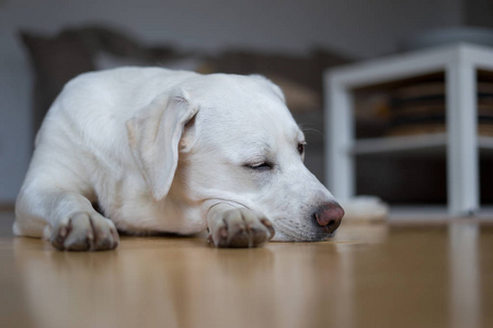 白色年轻拉布拉多猎犬犬狗看起来很漂亮