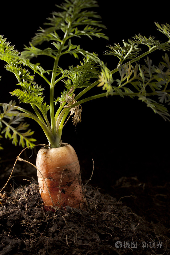 在土壤上的胡萝卜