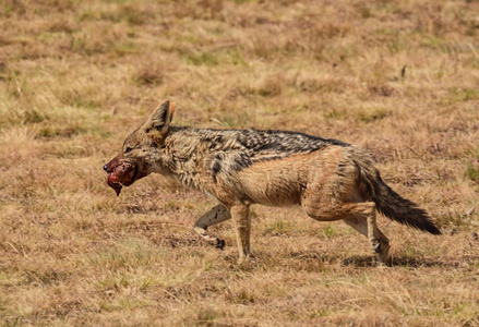 黑背豺狼穿越非洲大草原, 从戮中清除废料