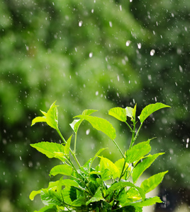 雨