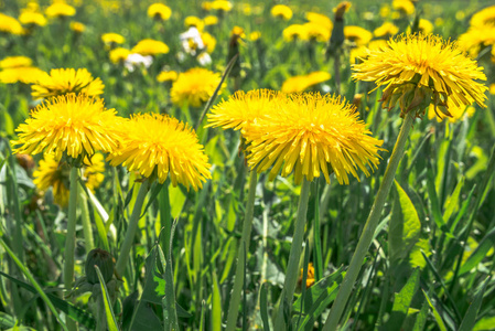黄色的蒲公英田野, 草地上的花朵照片