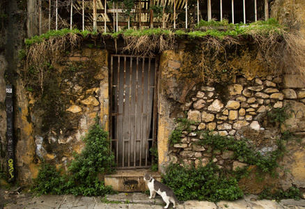 希腊雅典一个废弃的地方前的小猫