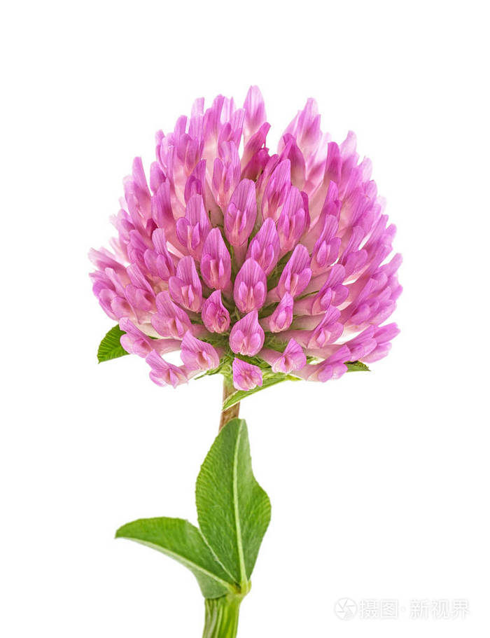 孤立在白色背景上的单个三叶草花