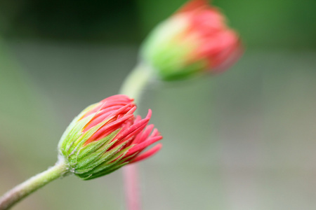 非洲菊花卉