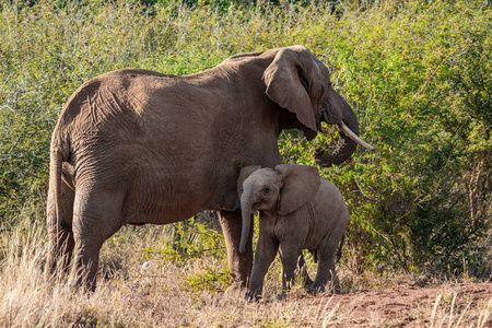 大象婴孩与母亲在南非国家公园