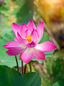 用阳光关闭粉红色莲花。 nelumbo nucifera