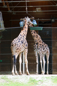 长颈鹿住在动物园里。