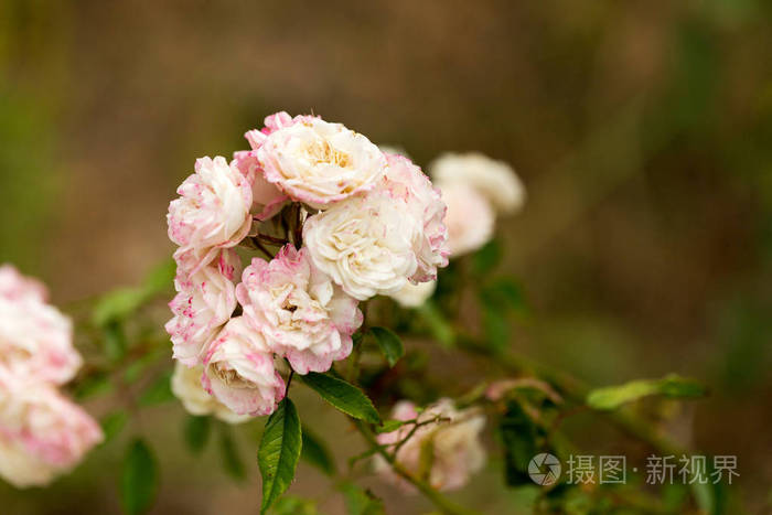 深粉红色的玫瑰。花园玫瑰花在绿草的背景下。花。令人惊叹的红玫瑰。软选择性 focu