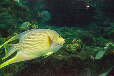 百慕大蓝神仙 Holacanthus bermudensis 游过珊瑚礁