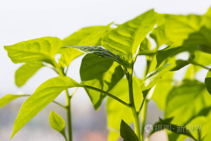 胡椒春季晴天辣椒新植株幼苗的关闭