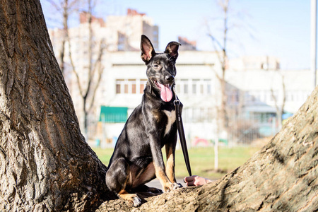 宠物肖像主题黑色杂交牧羊犬户外