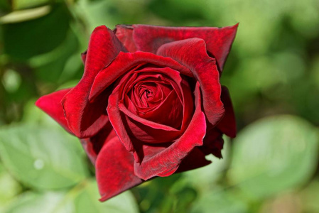 花园里绿树间的一朵红色美丽的玫瑰花蕾